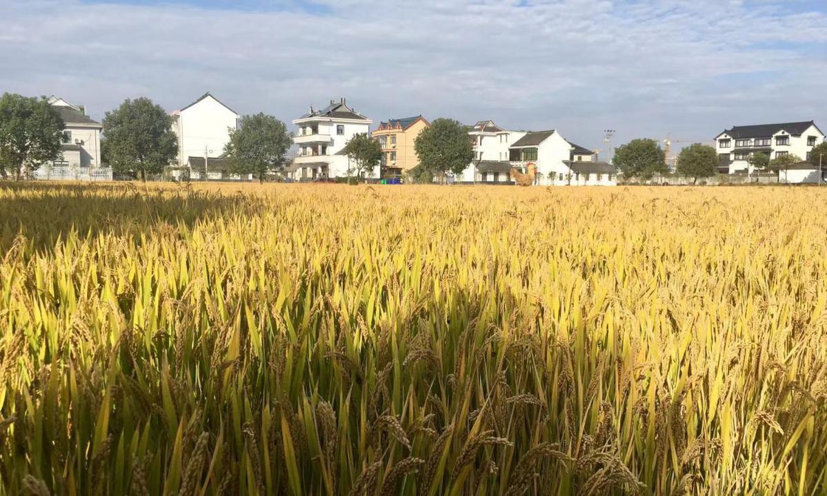 浙江平湖：广陈镇着力将产业项目和乡村美景转化为美丽经济