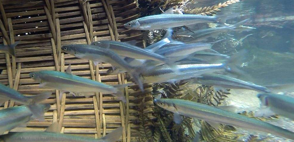 抚仙湖鱼种类图片图片